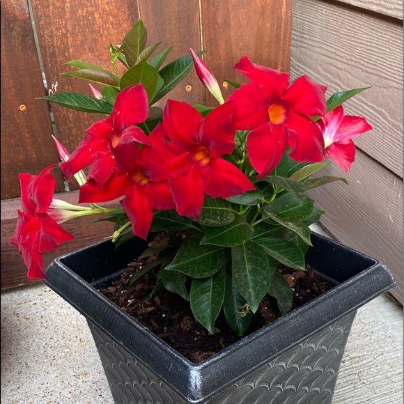 ❤️BOOKMARK🌟POSH AMBASSADOR🌟     Maria L - Picture 12 of 16